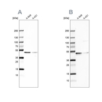 EPHX1 Antibody in Western Blot (WB)
