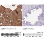 LDB3 Antibody