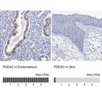PDE4C Antibody