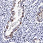 PDE4C Antibody in Immunohistochemistry (Paraffin) (IHC (P))