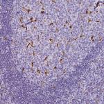 CD68 Antibody in Immunohistochemistry (Paraffin) (IHC (P))