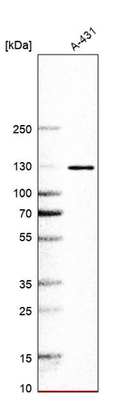 eIF3b Antibody in Western Blot (WB)