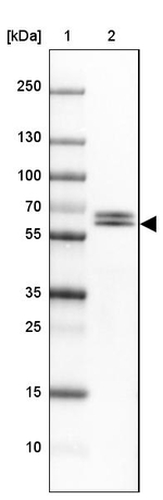 CRMP3 Antibody in Western Blot (WB)