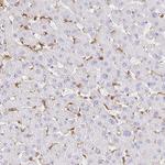 PYCARD Antibody in Immunohistochemistry (Paraffin) (IHC (P))