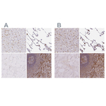PYCARD Antibody in Immunohistochemistry (Paraffin) (IHC (P))