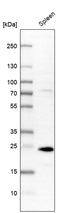 PYCARD Antibody in Western Blot (WB)