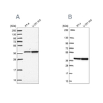 RFC4 Antibody in Western Blot (WB)