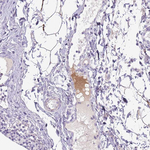 Complement Factor H Antibody in Immunohistochemistry (Paraffin) (IHC (P))