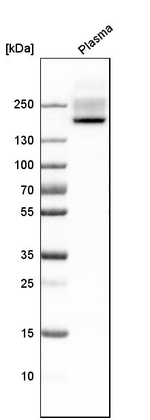 Complement Factor H Antibody in Western Blot (WB)