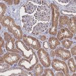 Syntaphilin Polyclonal Antibody