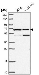 C19orf44 Antibody in Western Blot (WB)