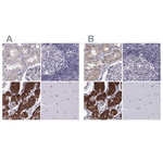 KIF13B Antibody in Immunohistochemistry (Paraffin) (IHC (P))