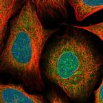 MX1 Antibody in Immunocytochemistry (ICC/IF)