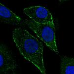 PTRF Polyclonal Antibody