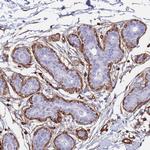 PTRF Antibody in Immunohistochemistry (Paraffin) (IHC (P))