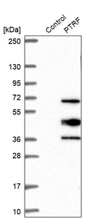 PTRF Antibody in Western Blot (WB)