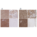 PACSIN2 Antibody in Immunohistochemistry (Paraffin) (IHC (P))