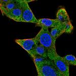 Staufen Antibody in Immunocytochemistry (ICC/IF)