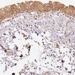 Staufen Antibody in Immunohistochemistry (Paraffin) (IHC (P))