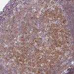 CD80 Antibody in Immunohistochemistry (Paraffin) (IHC (P))