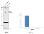 CYLD Antibody in Western Blot (WB)