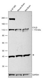 CYLD Antibody in Western Blot (WB)