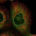 RANGAP1 Antibody in Immunocytochemistry (ICC/IF)