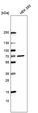 RANGAP1 Antibody in Western Blot (WB)