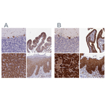 RPL8 Antibody in Immunohistochemistry (Paraffin) (IHC (P))