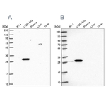 RPL8 Antibody in Western Blot (WB)