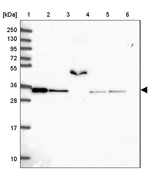 SNAP alpha Antibody in Western Blot (WB)