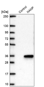 NANP Antibody in Western Blot (WB)