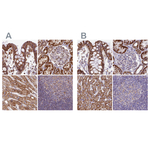 HSDL2 Antibody in Immunohistochemistry (Paraffin) (IHC (P))