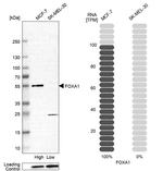 FOXA1 Antibody in Western Blot (WB)