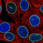 Lamin B1 Polyclonal Antibody