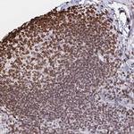 Lamin B1 Antibody in Immunohistochemistry (Paraffin) (IHC (P))