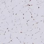 Lamin B1 Antibody in Immunohistochemistry (Paraffin) (IHC (P))