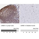 Lamin B1 Antibody