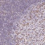 CD69 Antibody in Immunohistochemistry (Paraffin) (IHC (P))