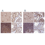 LAP1 Antibody in Immunohistochemistry (Paraffin) (IHC (P))