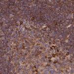 LAP1 Antibody in Immunohistochemistry (Paraffin) (IHC (P))