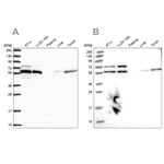 LAP1 Antibody in Western Blot (WB)