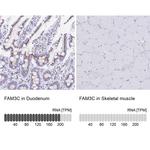 FAM3C Antibody