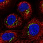 FAM3C Antibody in Immunocytochemistry (ICC/IF)
