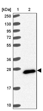 FAM3C Antibody in Western Blot (WB)