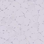 Anillin Antibody in Immunohistochemistry (Paraffin) (IHC (P))