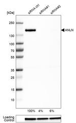 Anillin Antibody