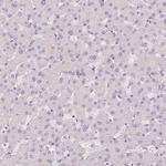 PIT1 Antibody in Immunohistochemistry (Paraffin) (IHC (P))