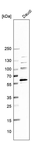 BCL6 Antibody in Western Blot (WB)