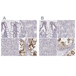 PBK Polyclonal Antibody